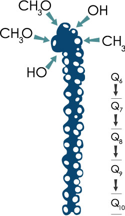 Q10 molecule with a Quinone-head and a side chain of 10 isoprenoid units